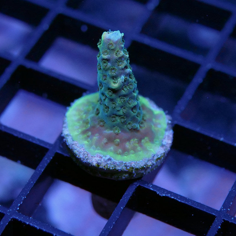 Acropora millepora