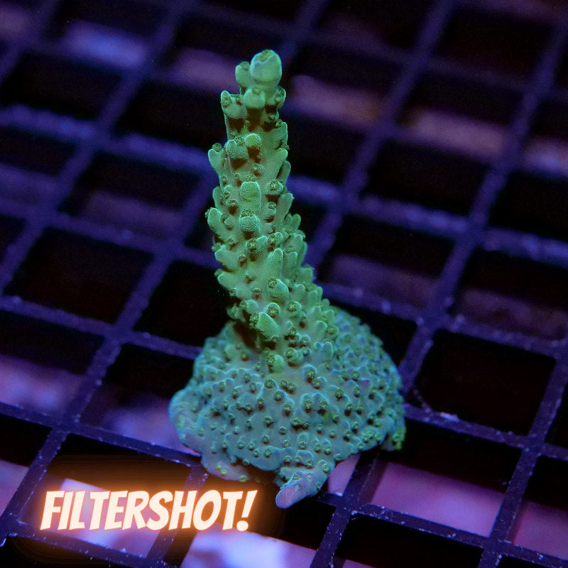 Acropora sp. 'Green Stag'