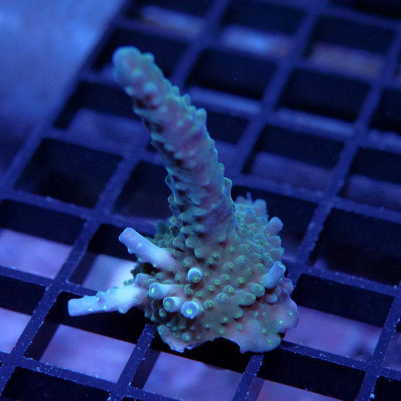 Acropora nana 'Purple nana'