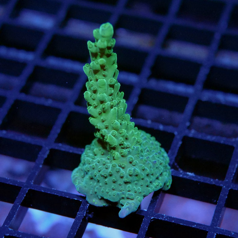 Acropora sp. 'Green Stag'