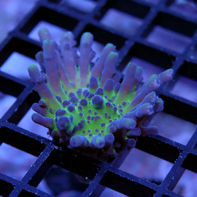 Acropora sp. 'Frogskin'