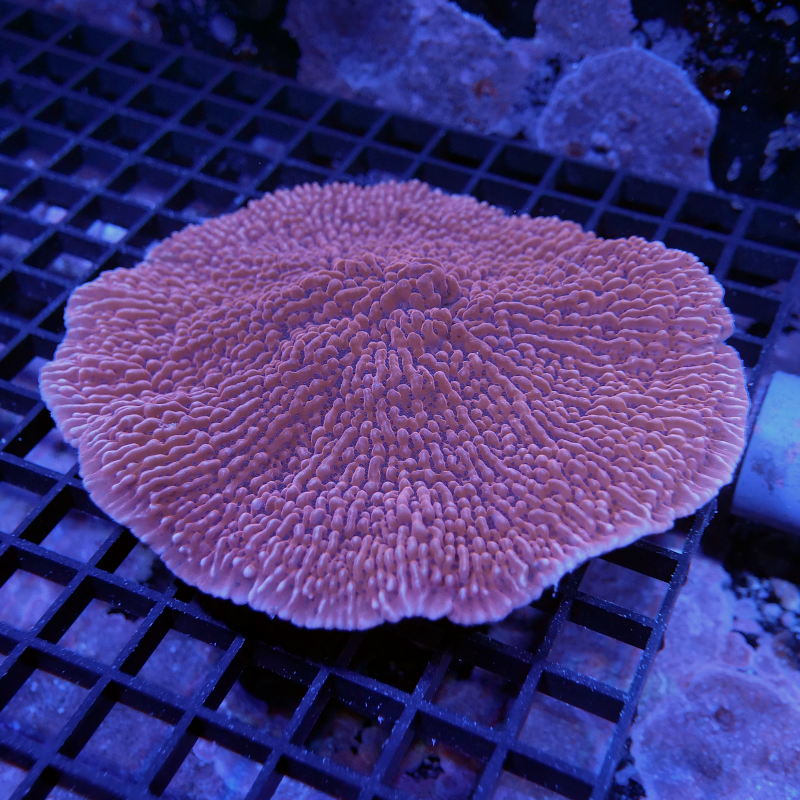 Montipora palawaensis 'Red' XXL