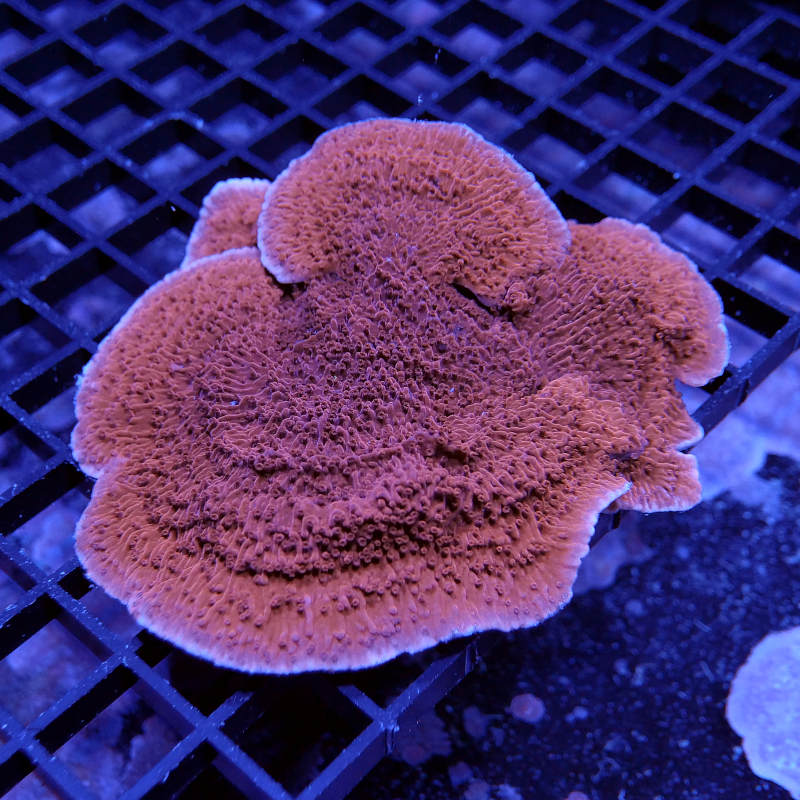 Montipora sp. 'Red Cap' XXL