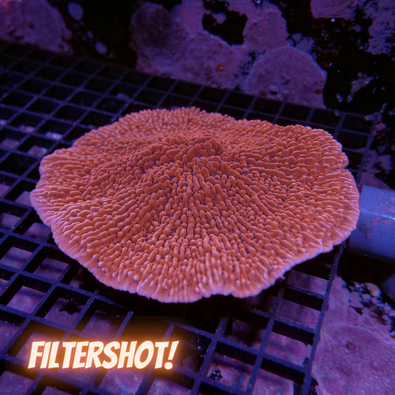 Montipora palawaensis 'Red' XXL