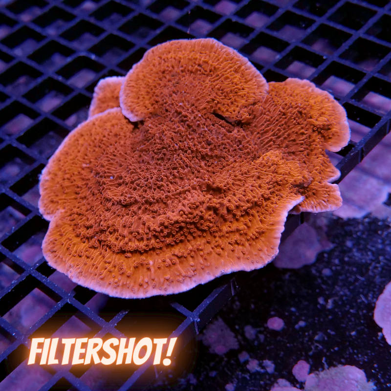 Montipora sp. 'Red Cap' XXL