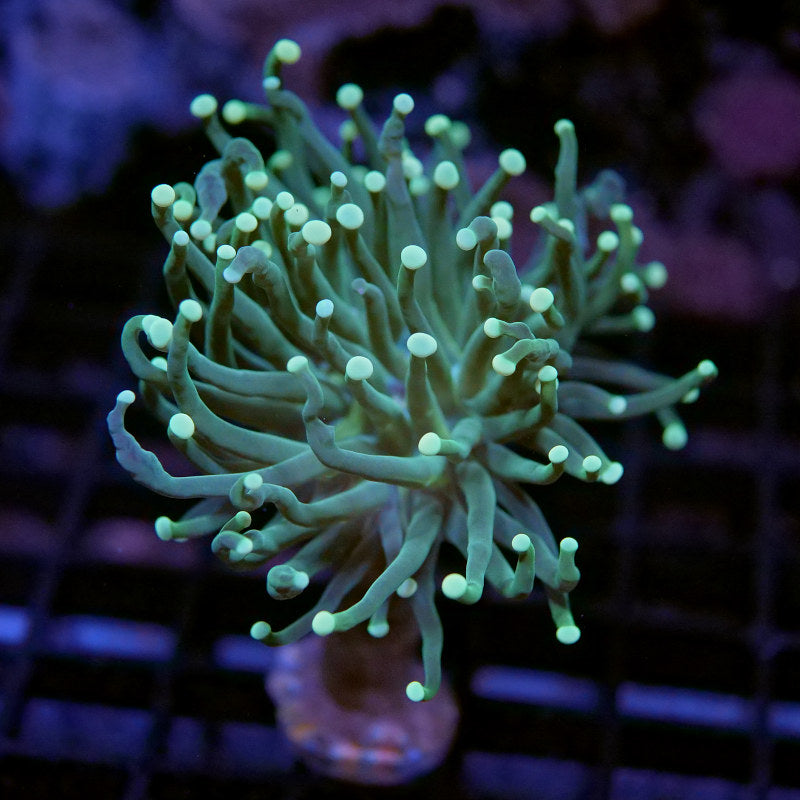 Frag Pack 'Happy Easter'