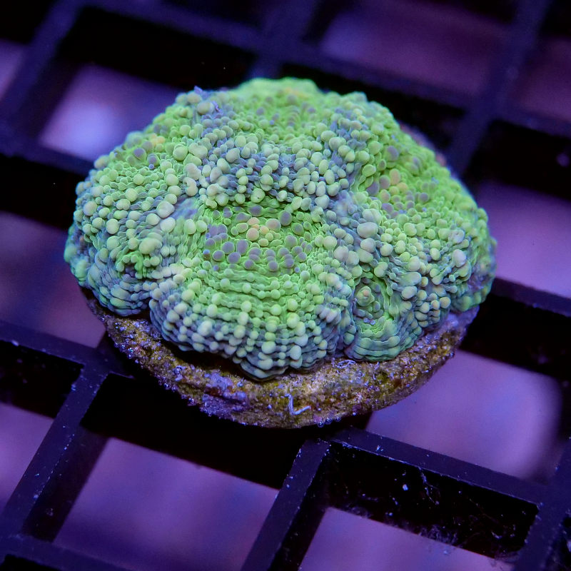 Korallenpaket XL - Erstbesatz