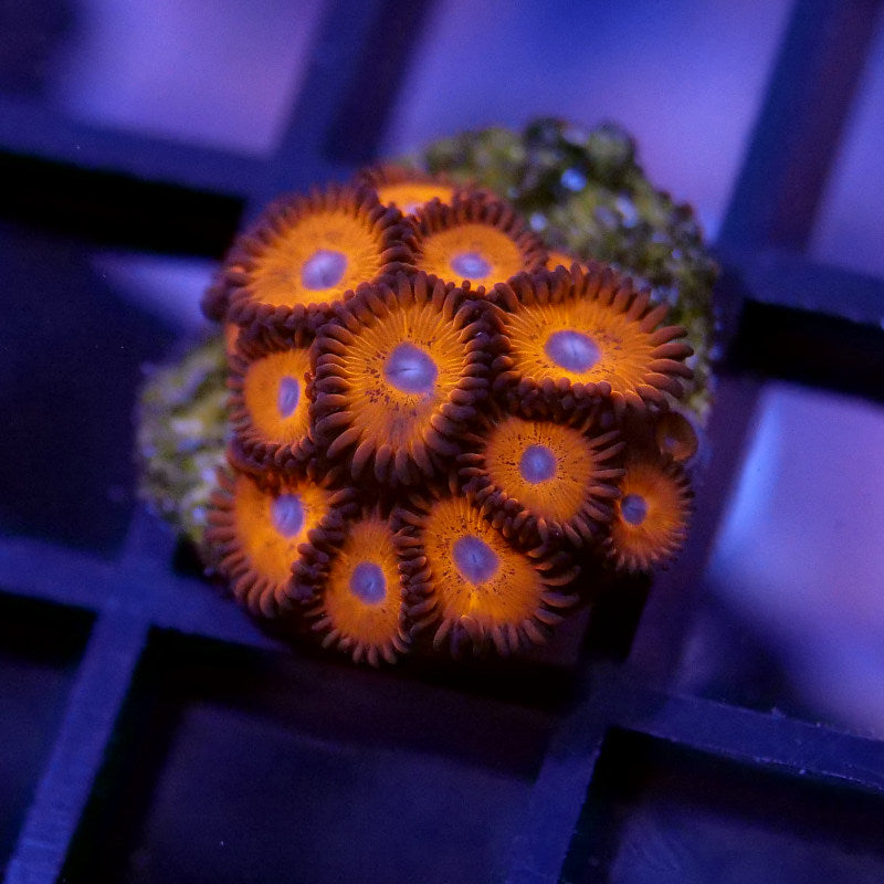 Korallenpaket 'Nano'