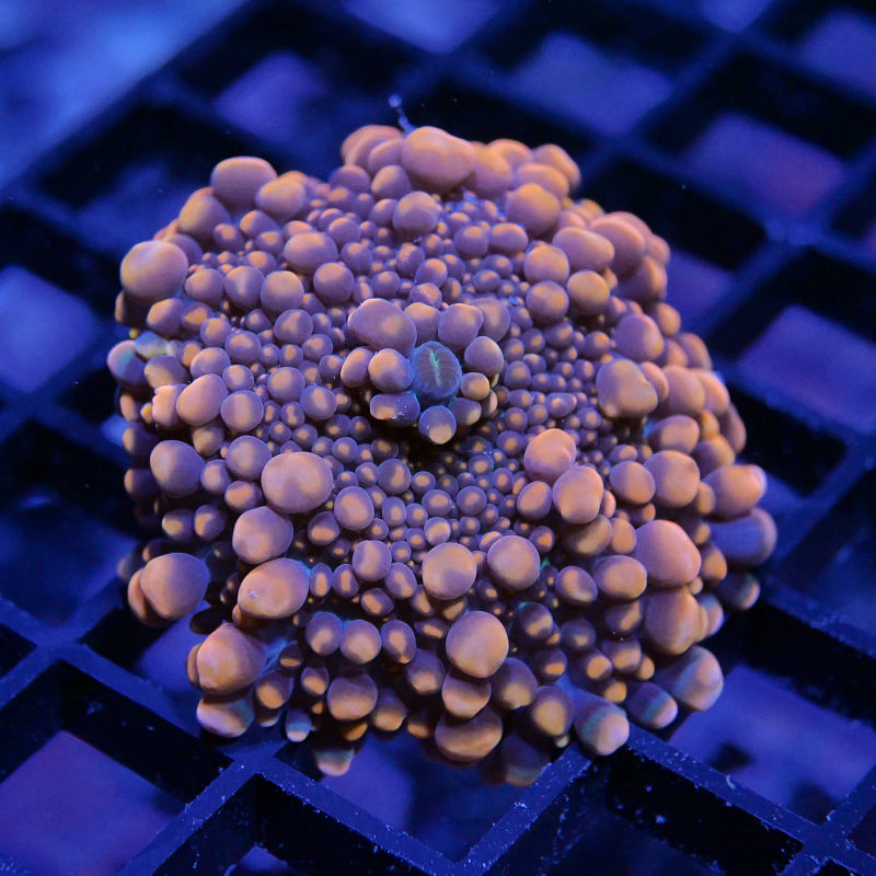 Ricordea 'Neon Orange'