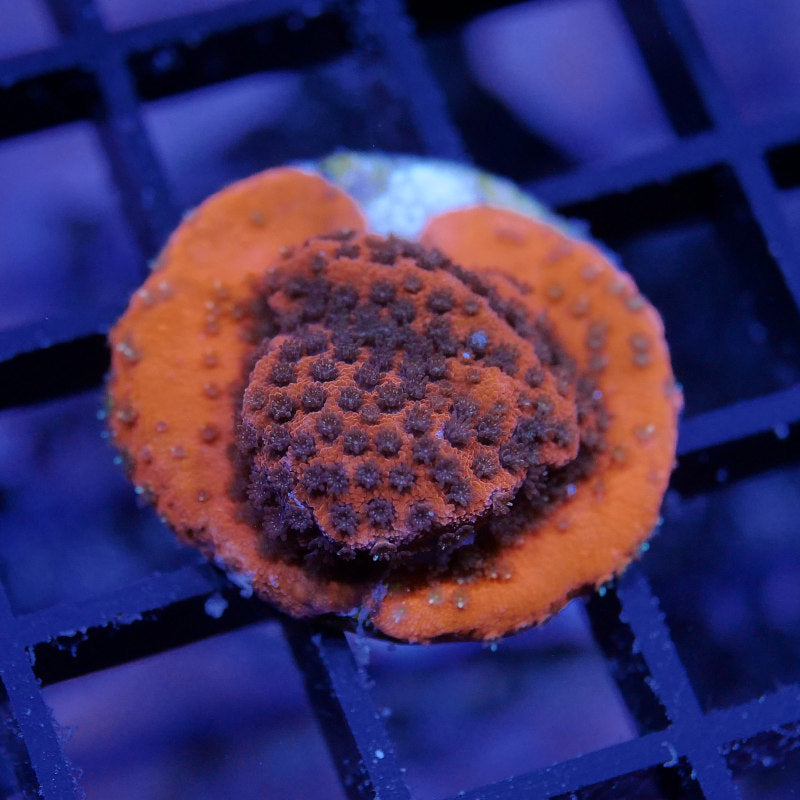 Montipora sp. 'Cherry Tree'