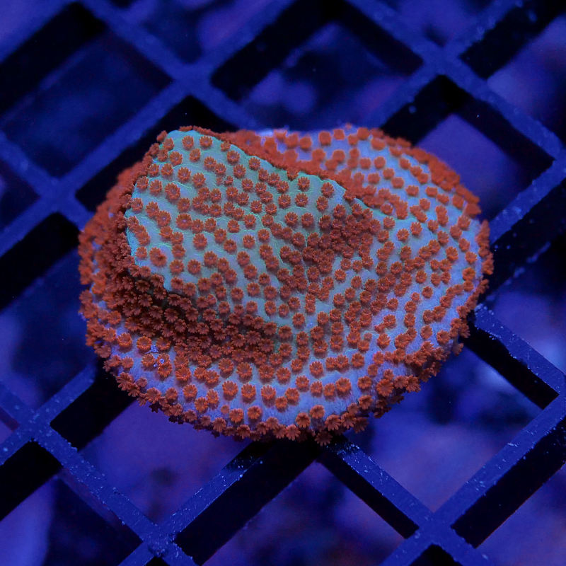 Montipora sp. 'Seven Heaven'