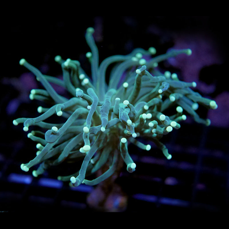 Euphyllia glabrescens 'Green'