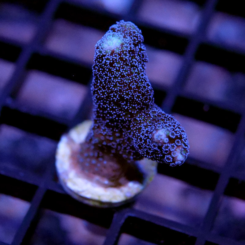 Frag Pack 'Low Budget'