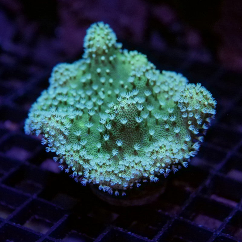 Weichkorallen-Paket 'Soft Start'