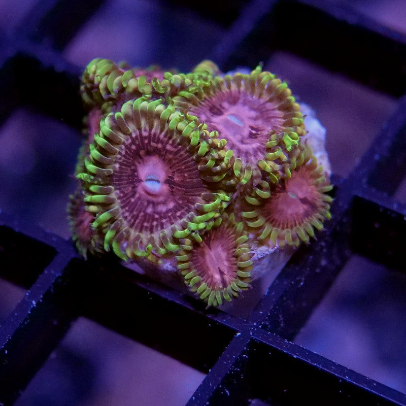 Frag Pack 'Low Budget'