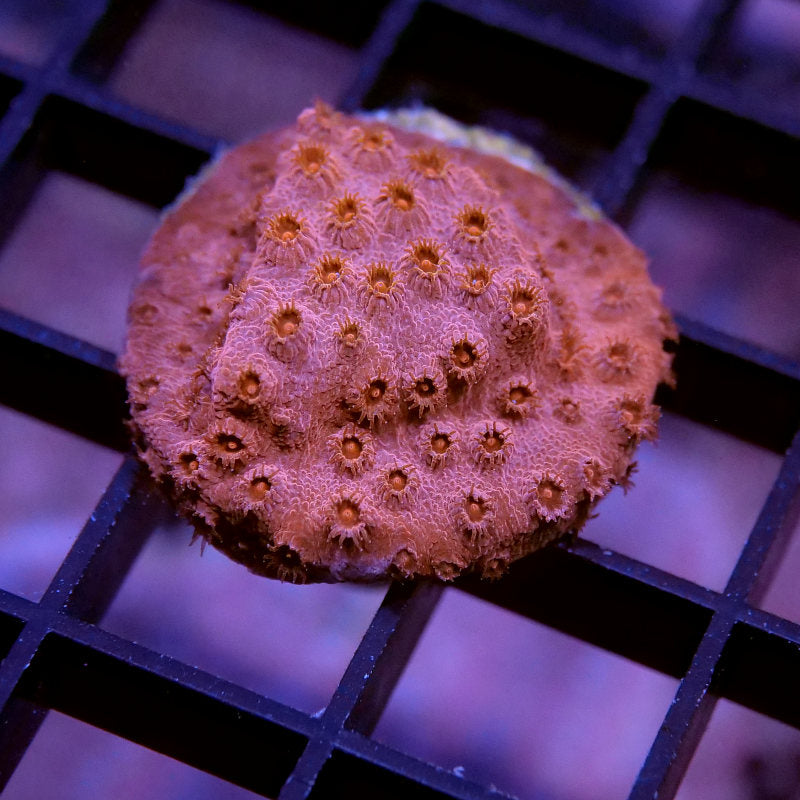 Korallenpaket XL - Erstbesatz