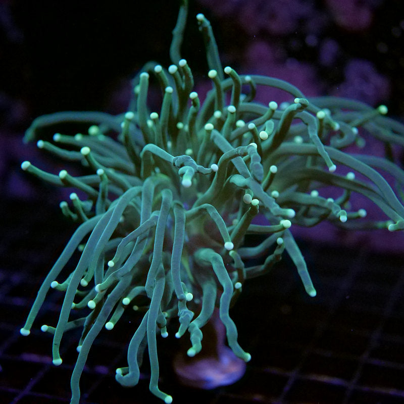 Euphyllia glabrescens 'Green'