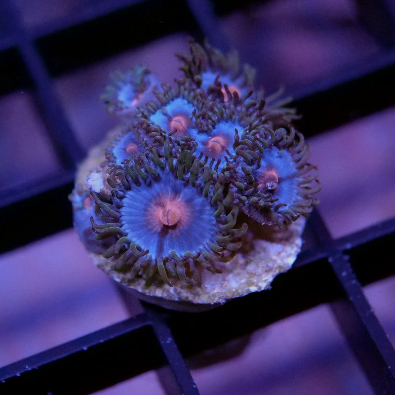 Zoanthus sp. 'Miami Vice'