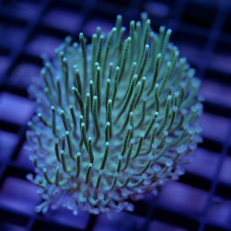 Sarcophyton 'Light Green'