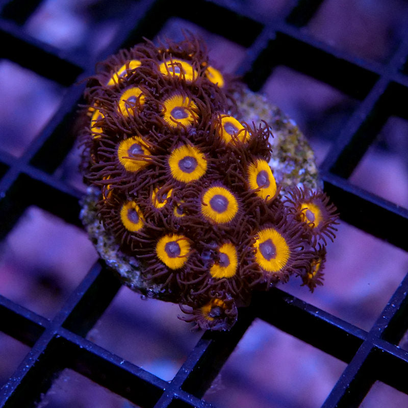 Frag Pack - Zoa Lovers