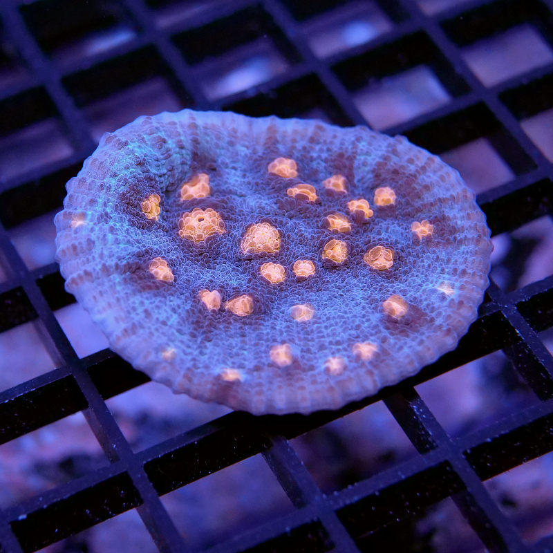 Frag Pack 'Low Budget'