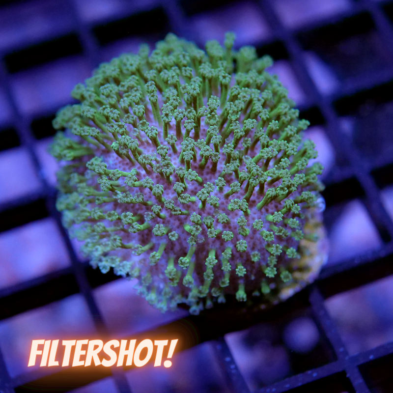 Korallenpaket 'Low Budget'