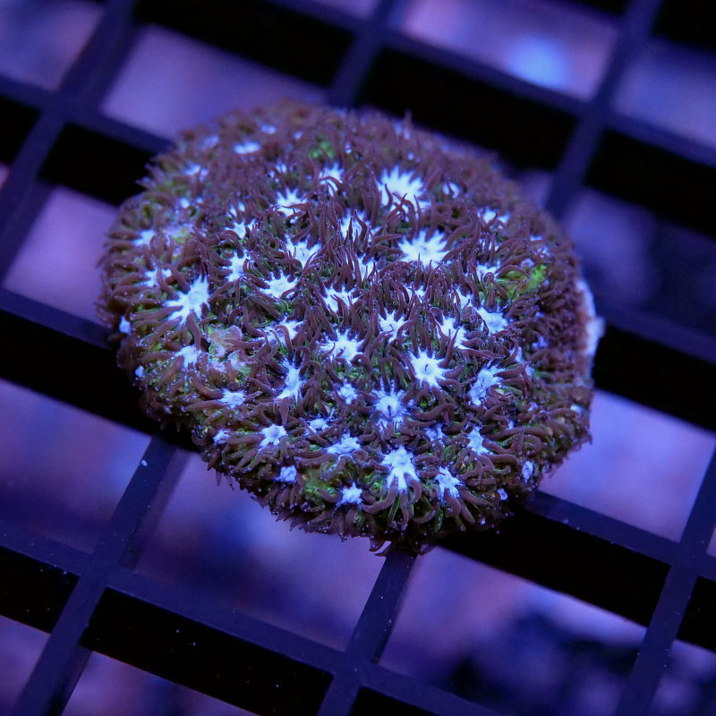 Frag Pack XL - Tank Start