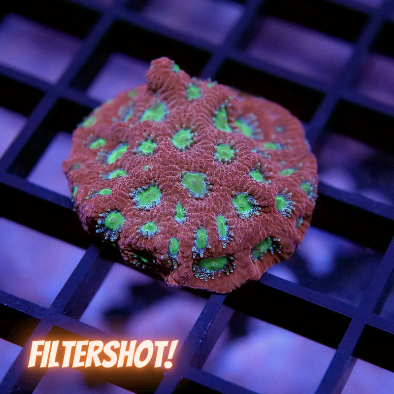 Frag Pack 'Low Budget'