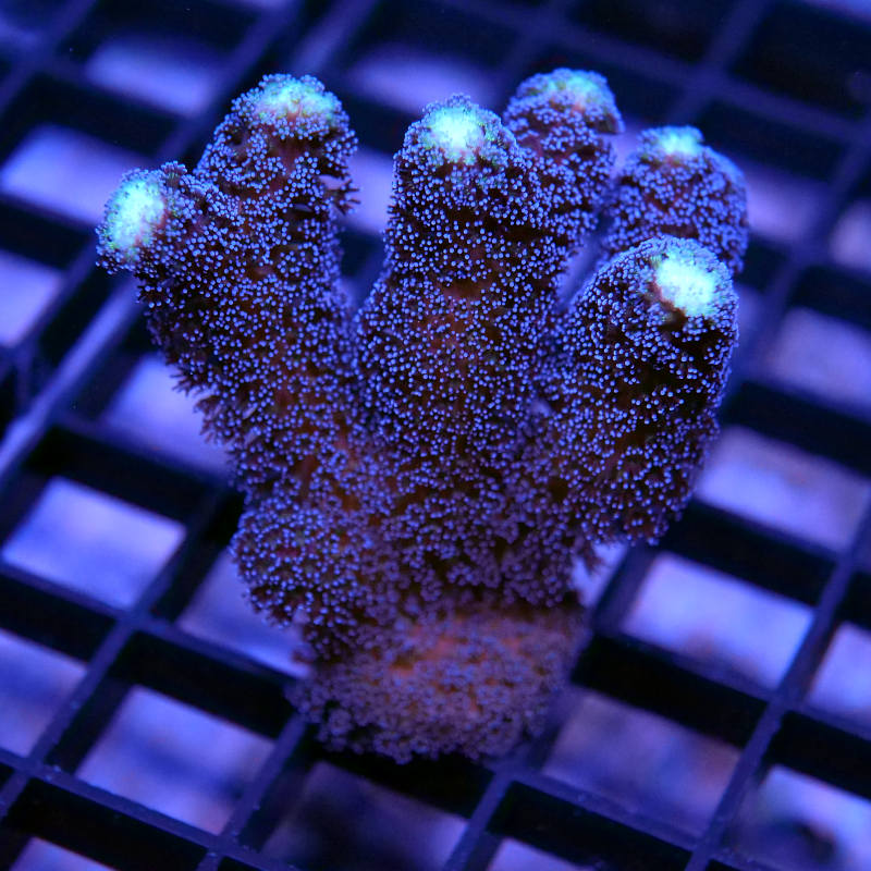 Frag Pack 'Happy Easter'