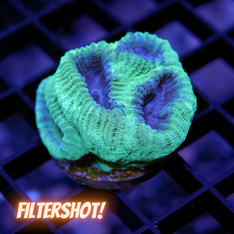 Goniastrea sp. 'Berry Mint'