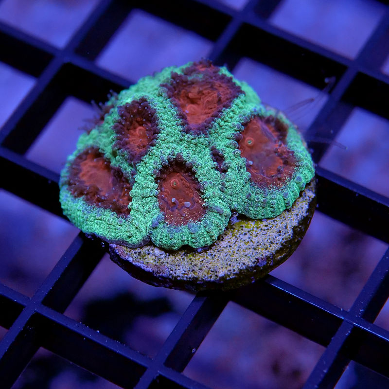 Frag Pack XL - Tank Start