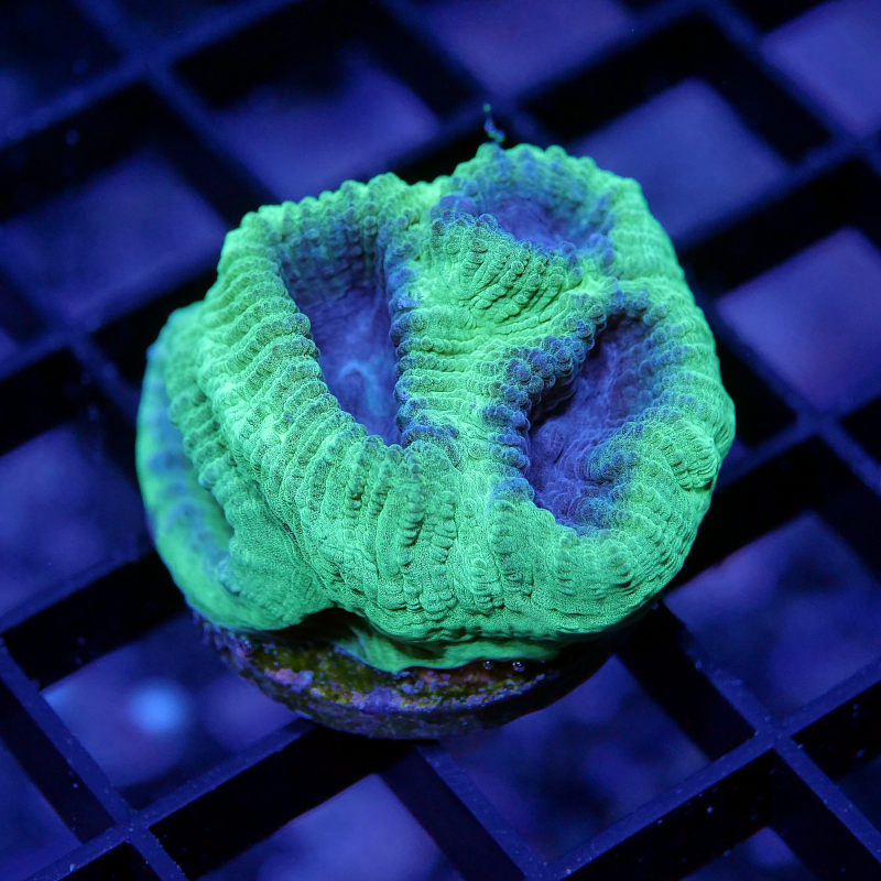 Goniastrea sp. 'Berry Mint'