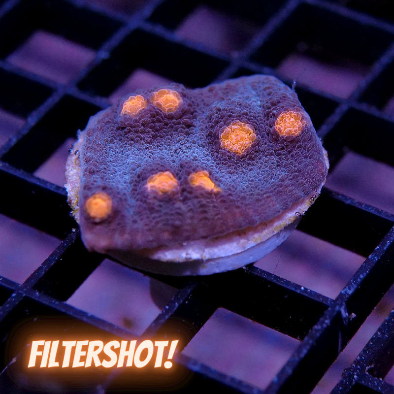 Frag Pack 'Low Budget'