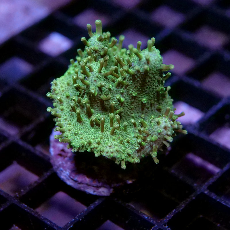 Frag Pack XL - Tank Start