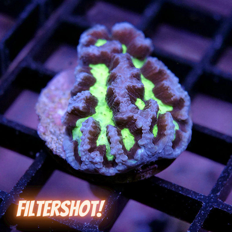 Platygyra sp. 'Glow'