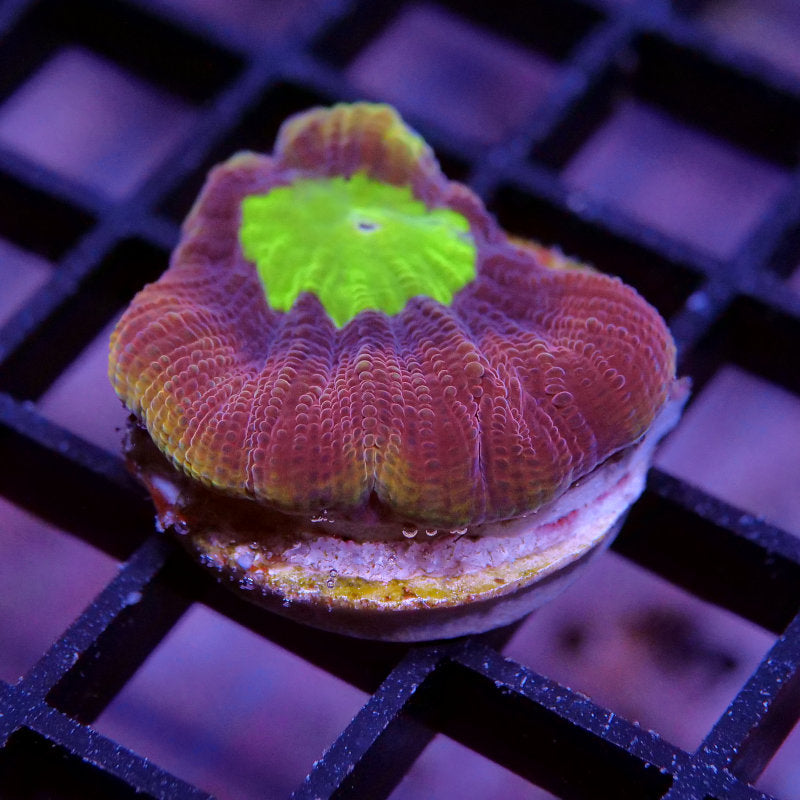 Goniastrea sp. 'Dragon Soul'