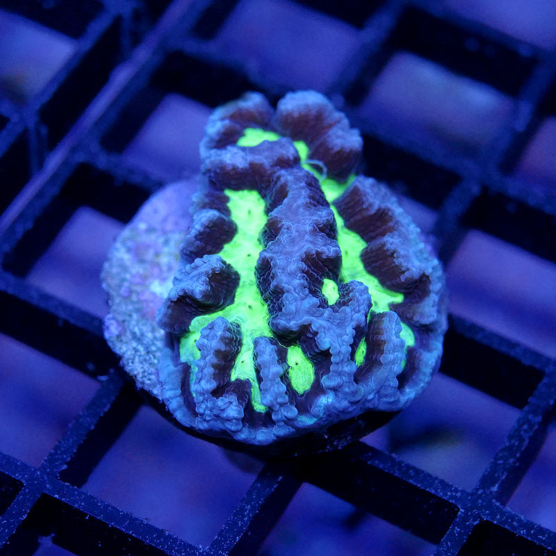 Platygyra sp. 'Glow'