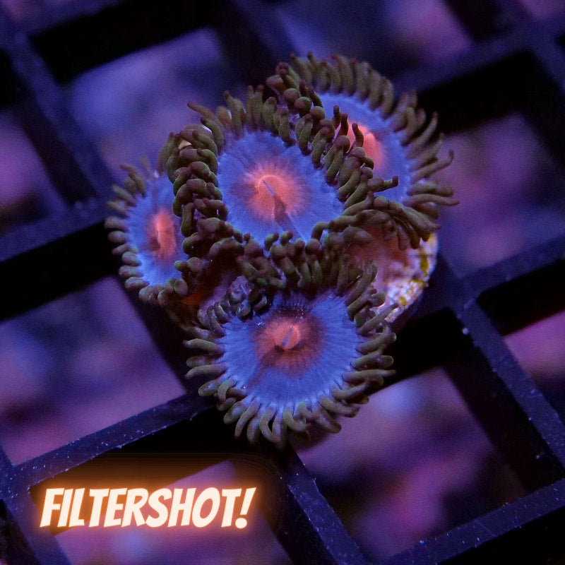 Zoanthus sp. 'Miami Vice'