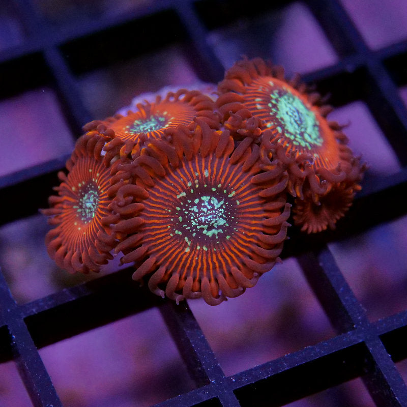 Korallenpaket - Zoanthus