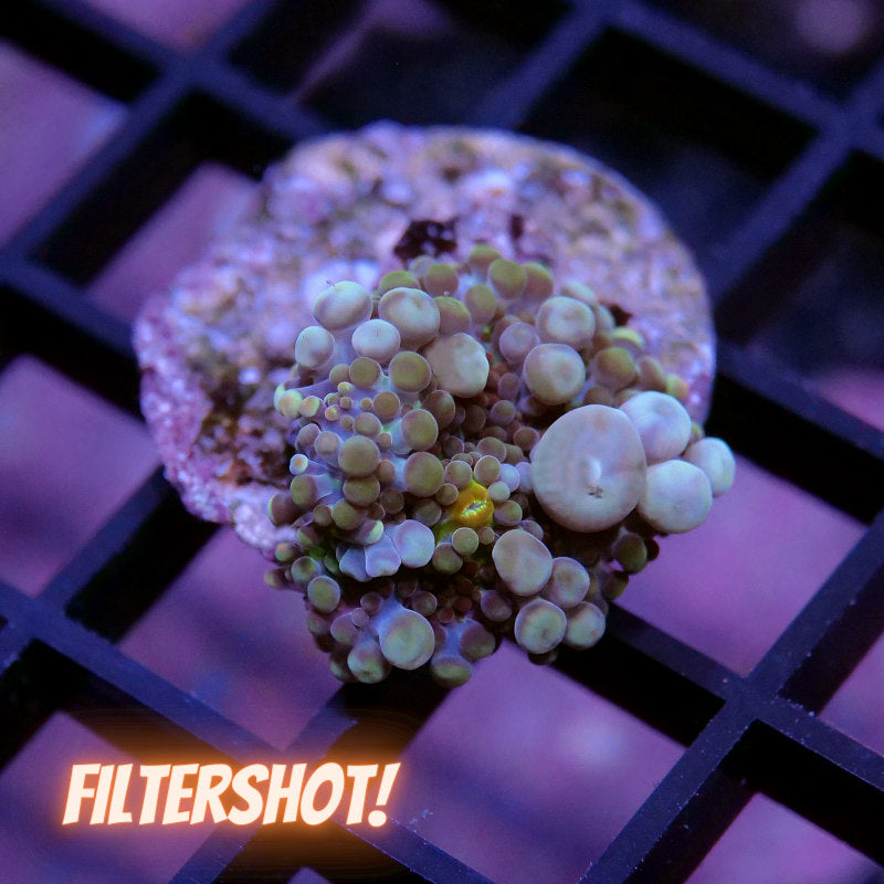 Ricordea sp. 'Bubble Tea'