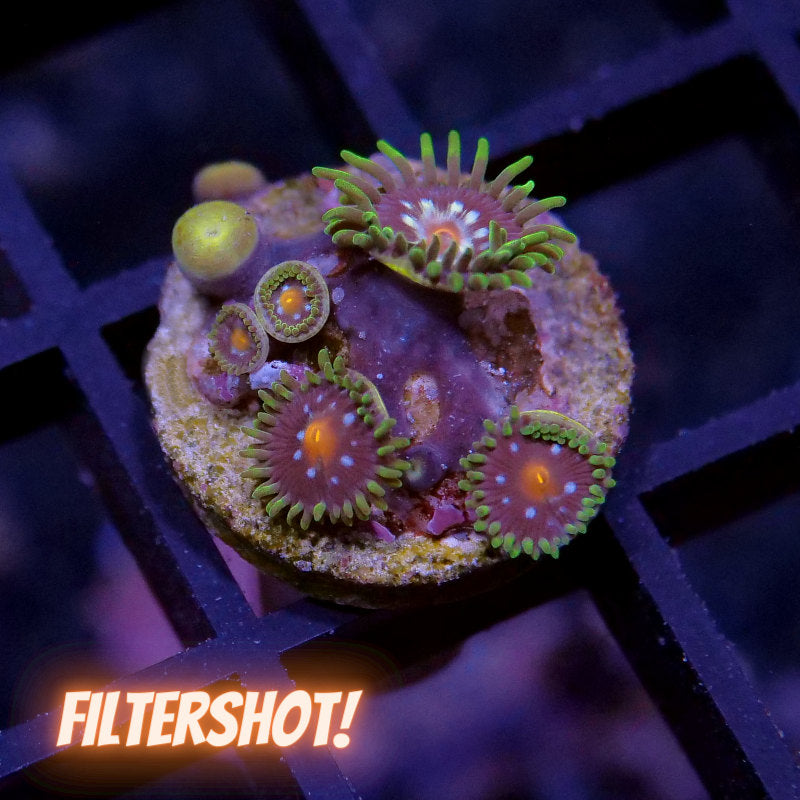 Frag Pack 'Low Budget'