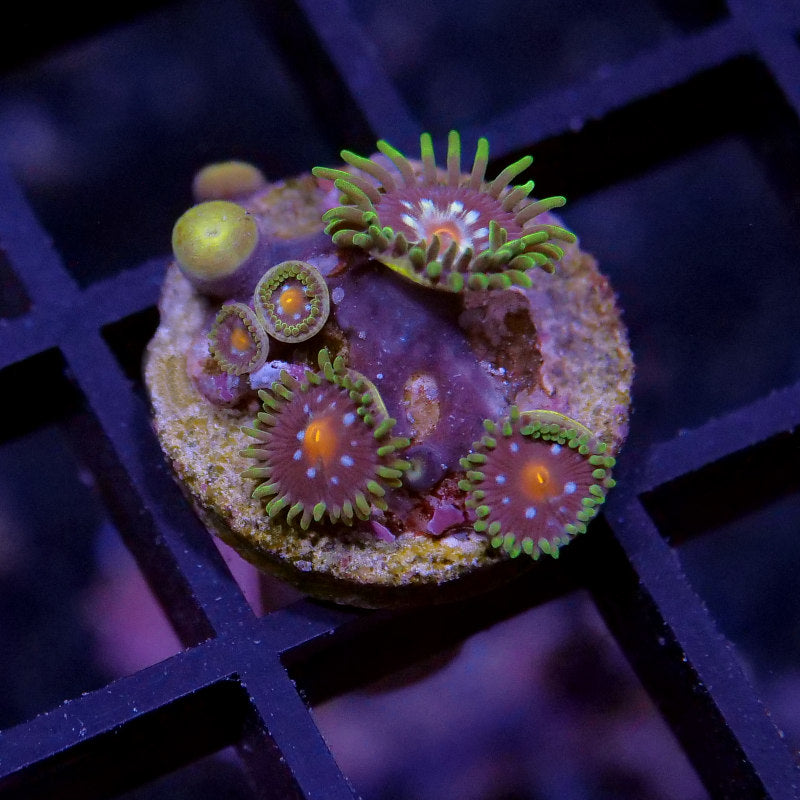 Frag Pack XL - Tank Start