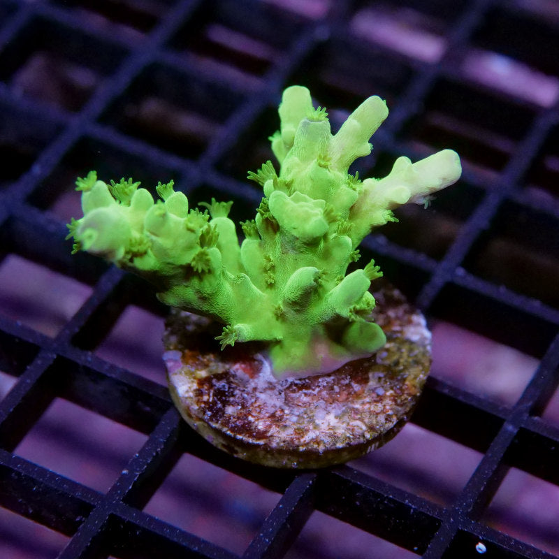 Korallenpaket 'Low Budget'