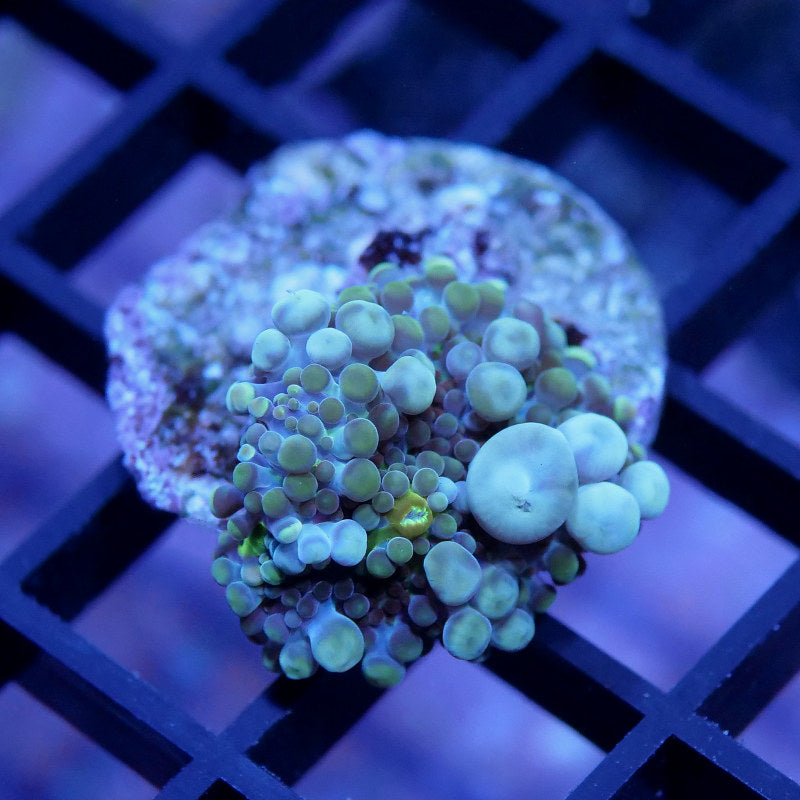 Ricordea sp. 'Bubble Tea'