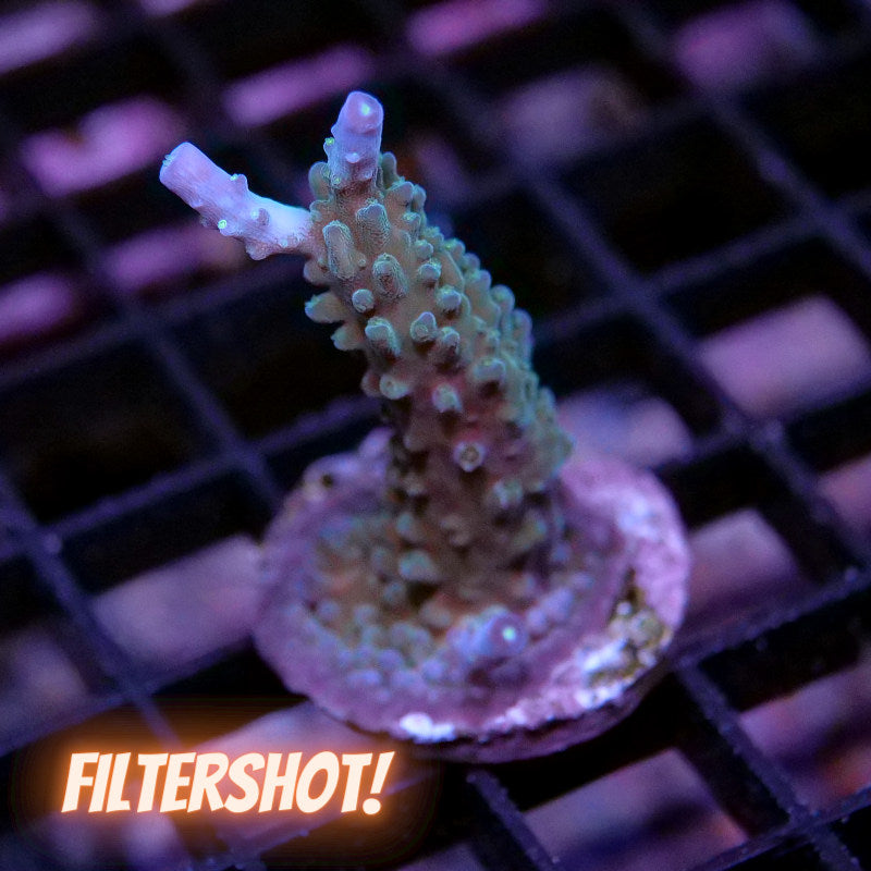 Acropora nana 'Purple nana'