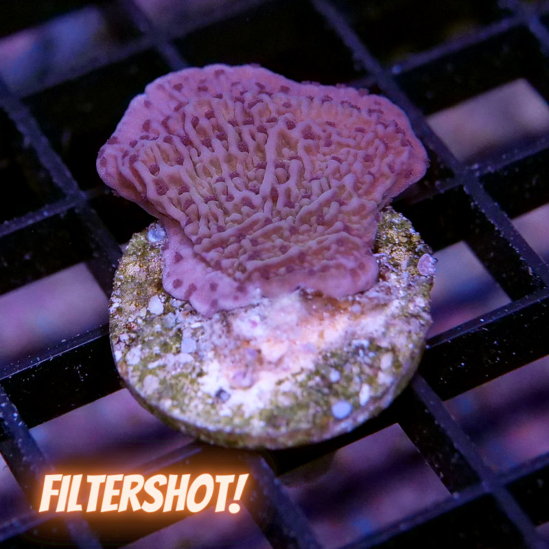 Montipora sp. 'Purple Cap'