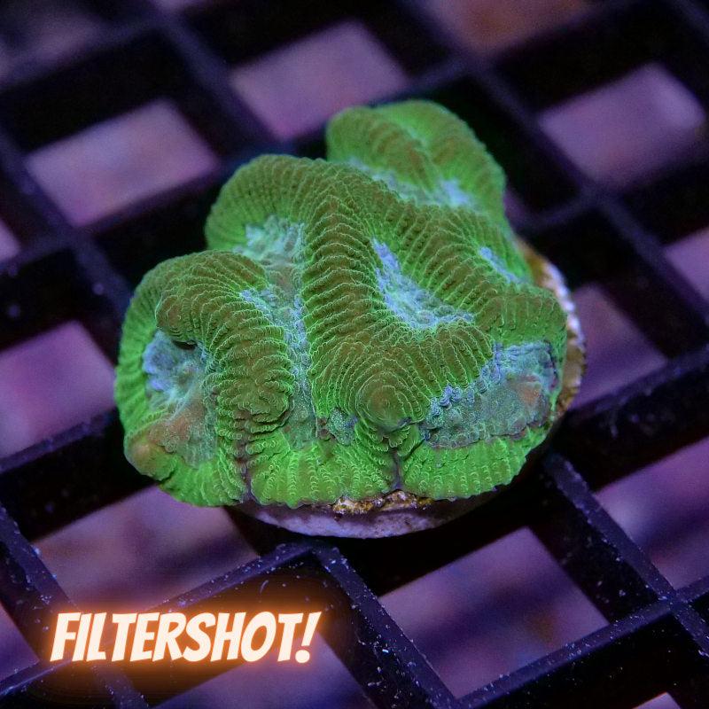 Platygyra sp. 'Green Brain'