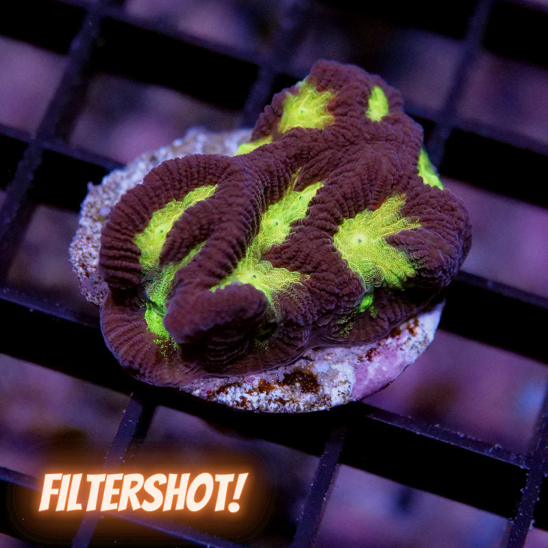 Platygyra sp. 'Shining'