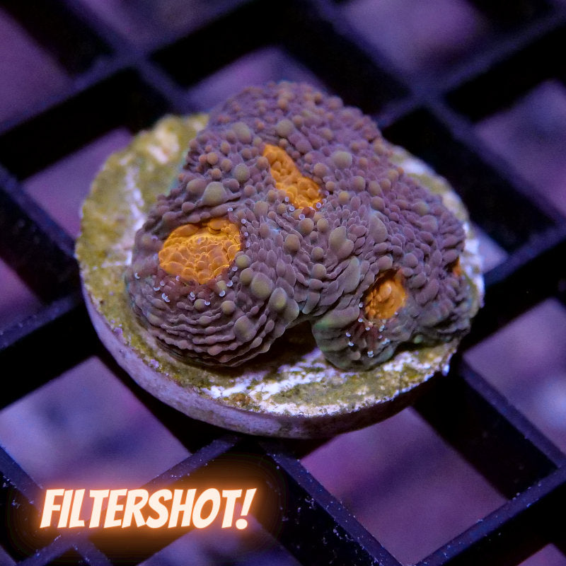 Acanthastrea echinata 'Orange Center'