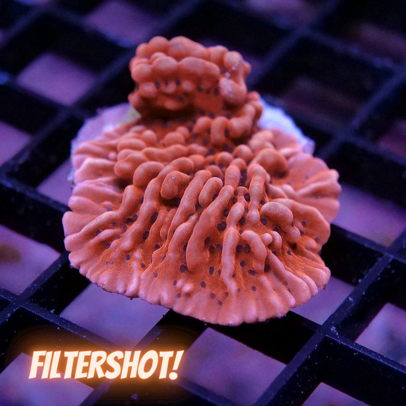 Montipora 'Mean Streak'